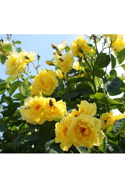 Rosa climber Golden Gate